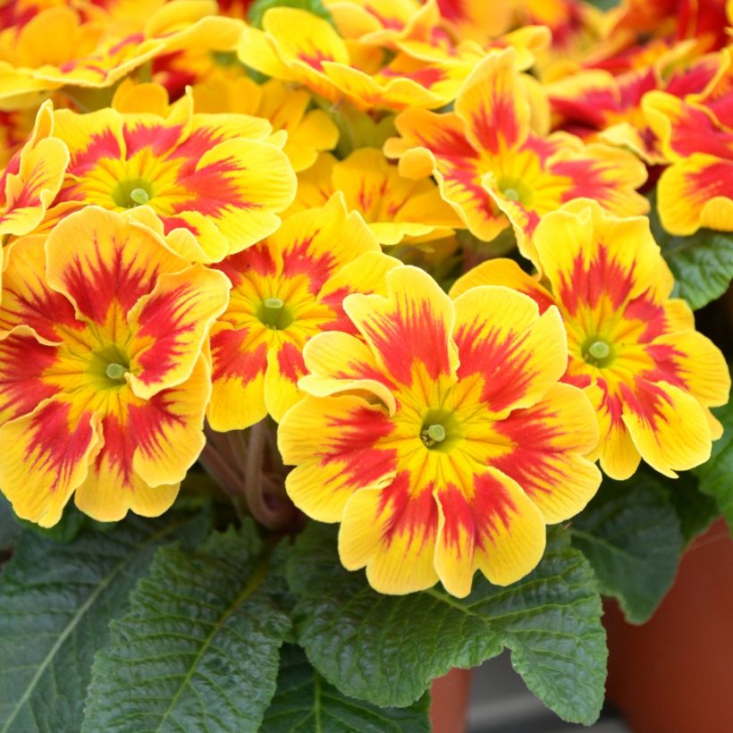 Primevère Starfire - Primula (Floraison)