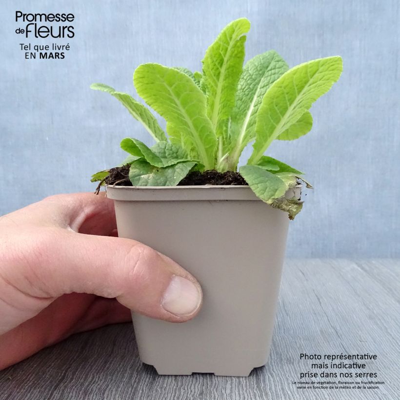 Spécimen de Primevère Elizabeth Killelay Godet de 8/9 cm tel que livré au printemps