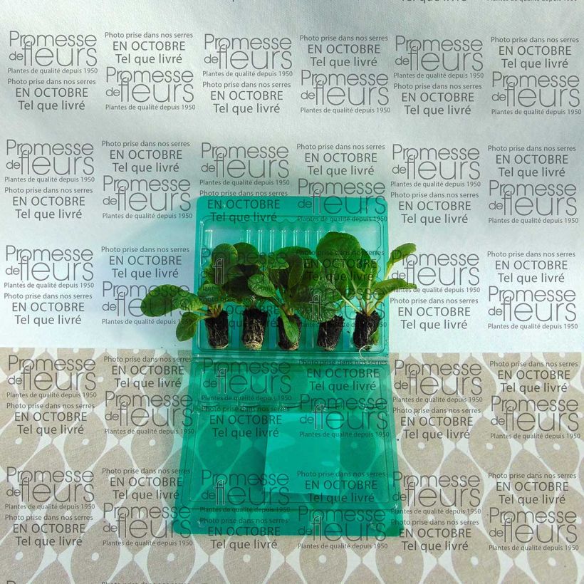 Exemple de spécimen de Primevère F1 Starflame mélange  Mini-motte Ø 1,5/2,5 cm, Plant vert de 3 à 5 cm de haut environ tel que livré
