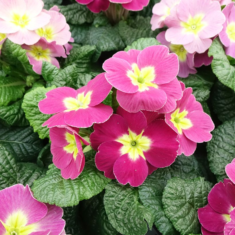 Primevère - Primula acaulis Plums & Custard (Floraison)