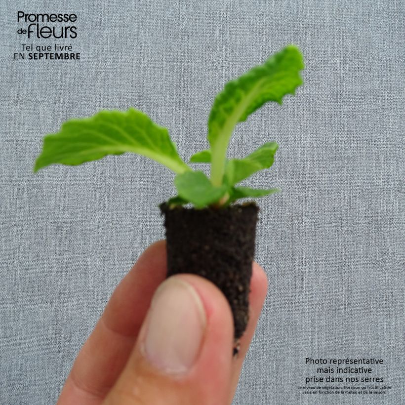 Spécimen de Primevère Perle d'Alsace en mélange  Mini-motte Ø 1,5/2,5 cm, Plant vert de 3 à 5 cm de haut environ tel que livré en automne