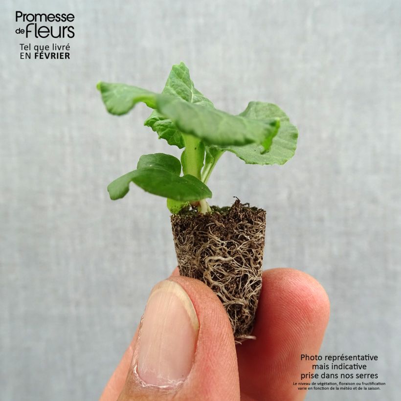 Spécimen de Primevère - Primula elatior Black Laced Mini-motte Ø 1,5/2,5 cm tel que livré en automne