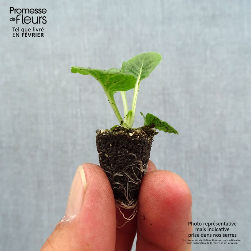 Spécimen de Primevère - Primula acaulis Lipstick Mini-motte Ø 1,5/2,5 cm tel que livré en automne