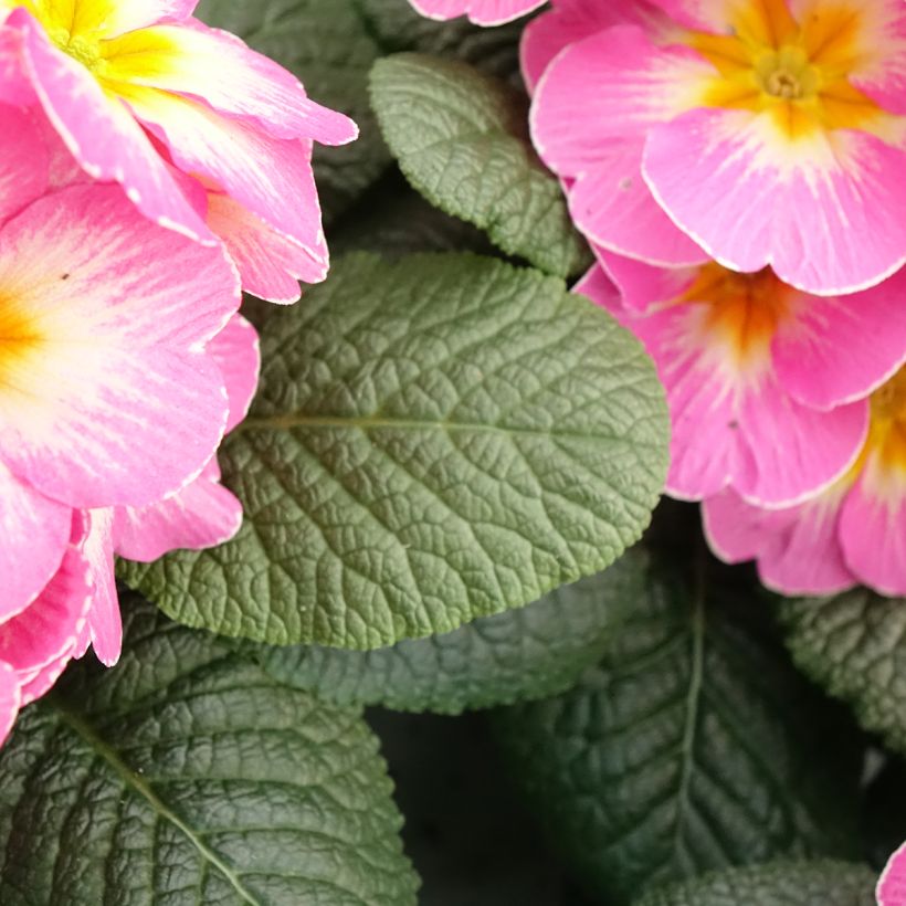 Primevère - Primula acaulis Lipstick (Feuillage)