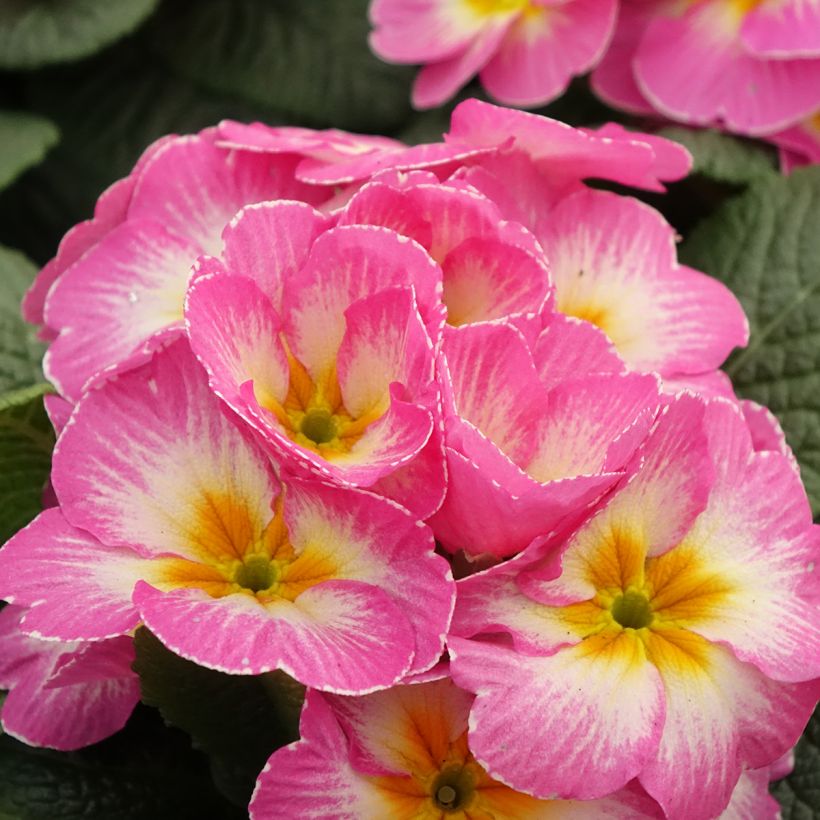 Primevère - Primula acaulis Lipstick (Floraison)