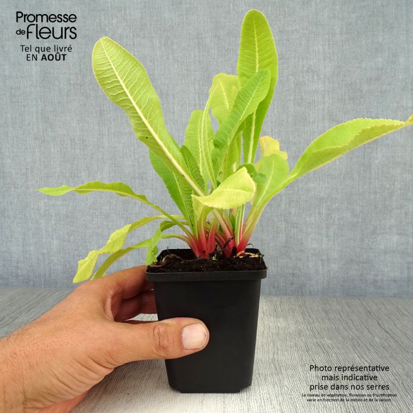 Spécimen de Primevère - Primula denticulata Alba Godet de 8/9 cm tel que livré en été