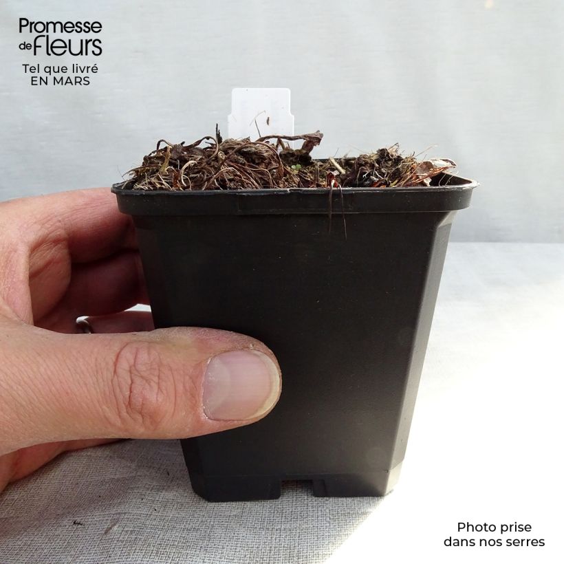 Example of Primevère - Primula denticulata Alba Godet de 8/9 cm as you get in printemps