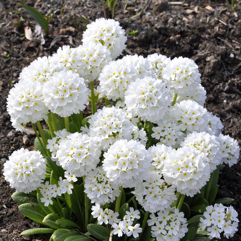 Primevère - Primula denticulata Alba (Plant habit)