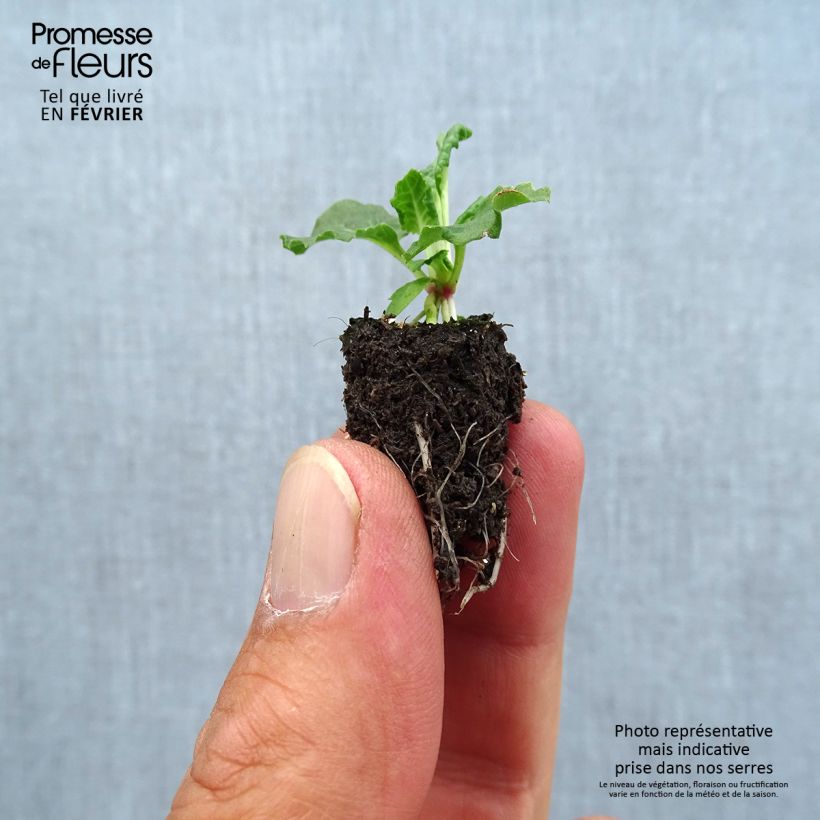 Spécimen de Primevère - Primula elatior Colibri Aztec Gold Mini-motte Ø 1,5/2,5 cm tel que livré en automne