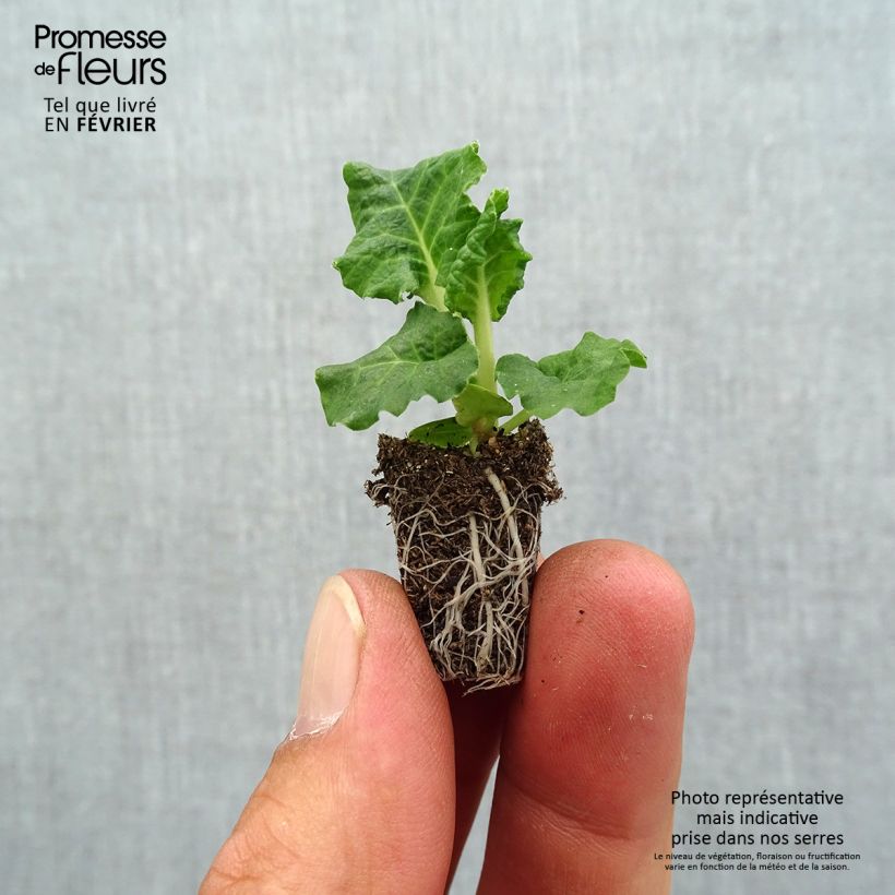 Spécimen de Primevère - Primula elatior Colibri Light Yellow Mini-motte Ø 1,5/2,5 cm tel que livré en automne