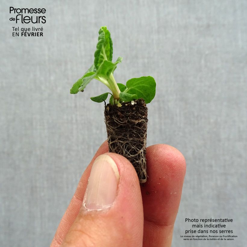 Spécimen de Primevère - Primula elatior Colibri Red Shades Mini-motte Ø 1,5/2,5 cm tel que livré en automne