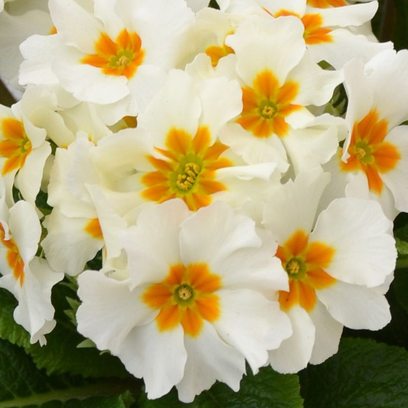 Primevère - Primula elatior Colibri White (Floraison)