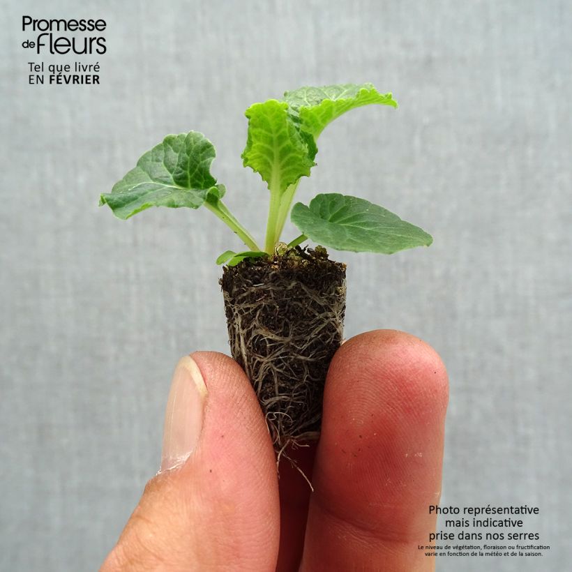 Spécimen de Primevère - Primula elatior Colibri White Mini-motte Ø 1,5/2,5 cm tel que livré en automne