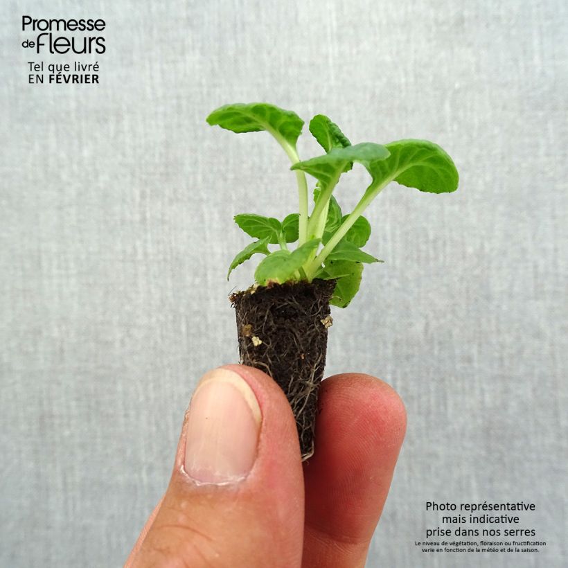 Spécimen de Primevère - Primula elatior Mister Silver Laced Mini-motte Ø 1,5/2,5 cm tel que livré en automne