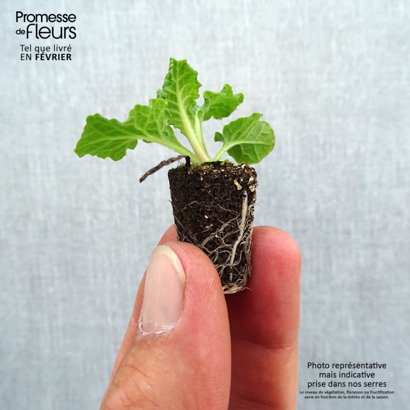 Spécimen de Primevère - Primula elatior Veristar Late Blue Mini-motte Ø 1,5/2,5 cm tel que livré en automne