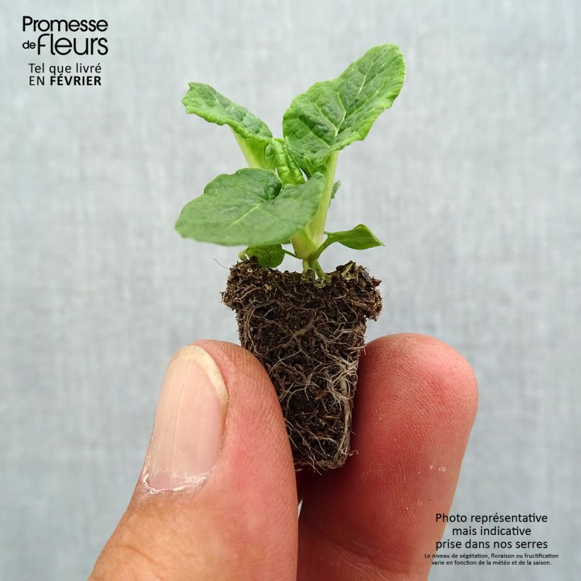 Spécimen de Primevère - Primula elatior Veristar Late Red Mini-motte Ø 1,5/2,5 cm tel que livré en automne