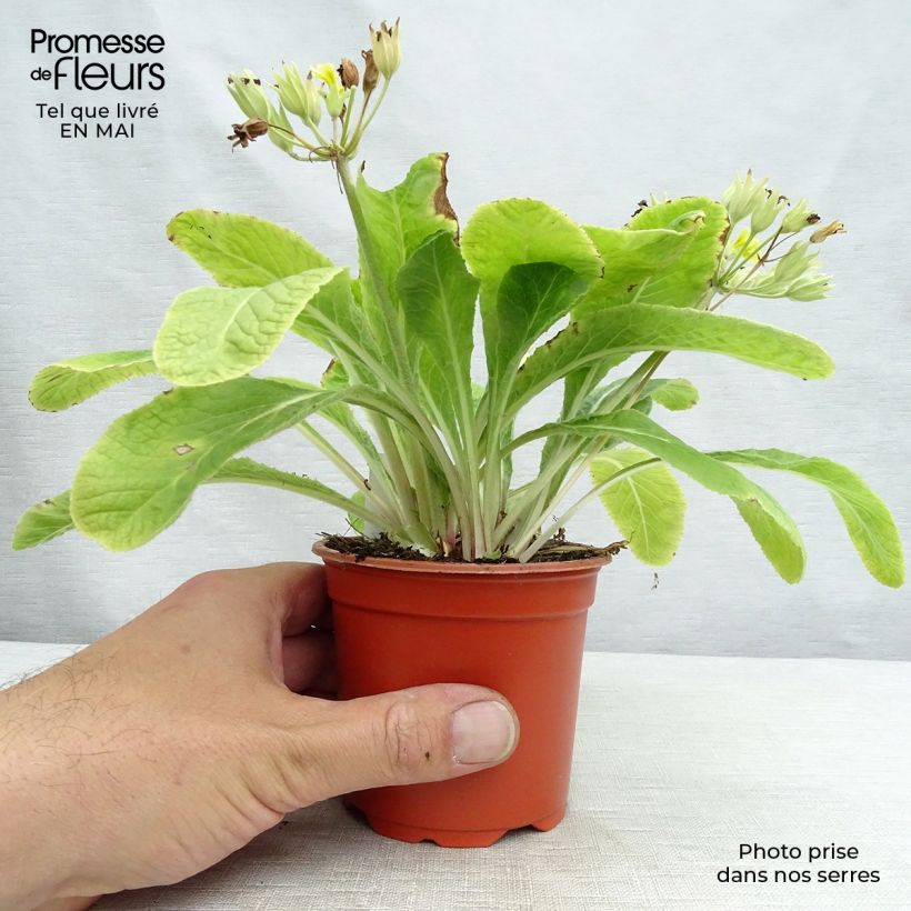 Spécimen de Primevère - Primula elatior Veristar Lemon Godet de 8/9 cm tel que livré au printemps