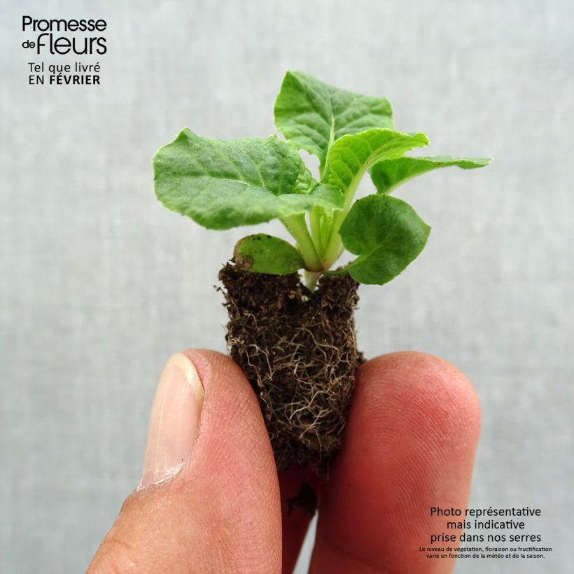 Spécimen de Primevère - Primula elatior Violet Laced  Mini-motte Ø 1,5/2,5 cm tel que livré en automne