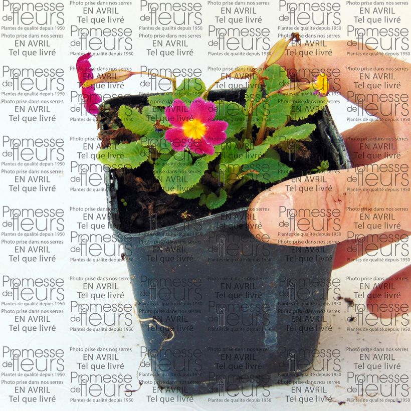 Exemple de spécimen de Primevère - Primula juliae Ideaal Godet de 8/9 cm tel que livré