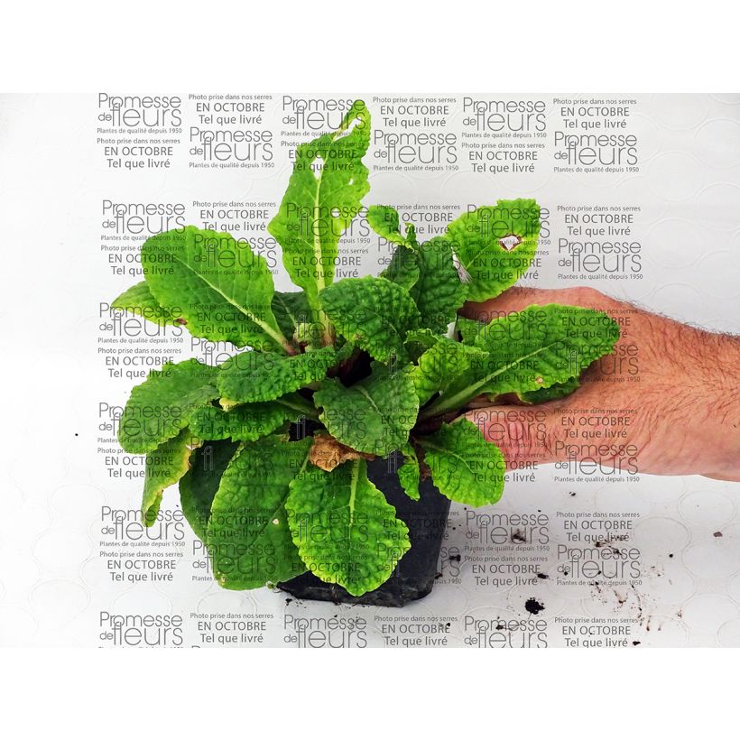 Exemple de spécimen de Primevère - Primula polyantha Tie Dye  Godet de 8/9 cm tel que livré