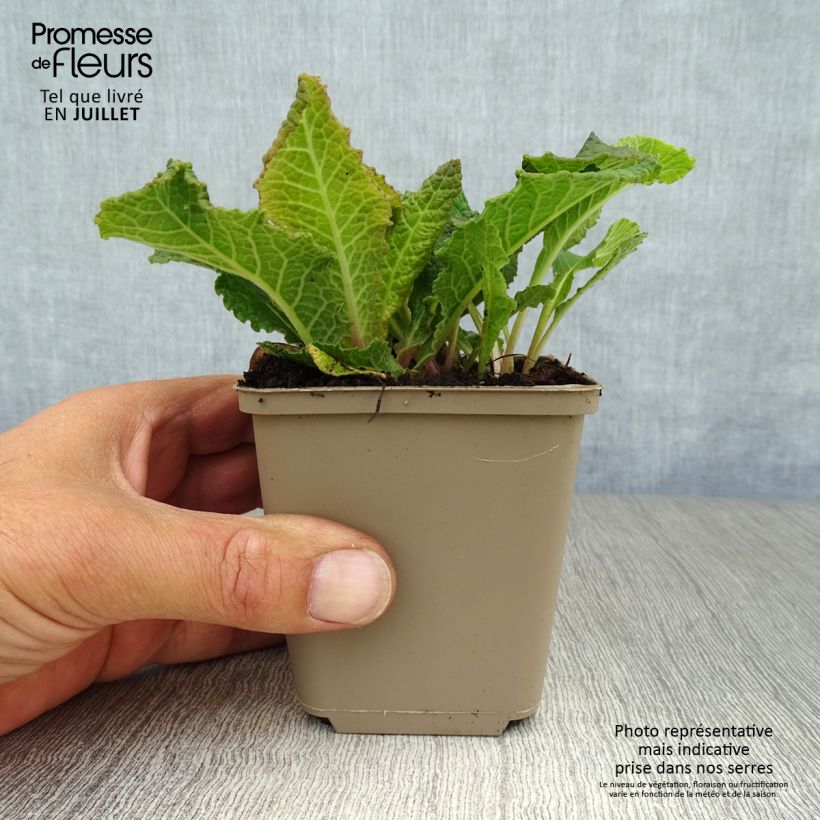 Spécimen de Primevère - Primula vulgaris Strong Beer Godet de 8/9 cm tel que livré en été