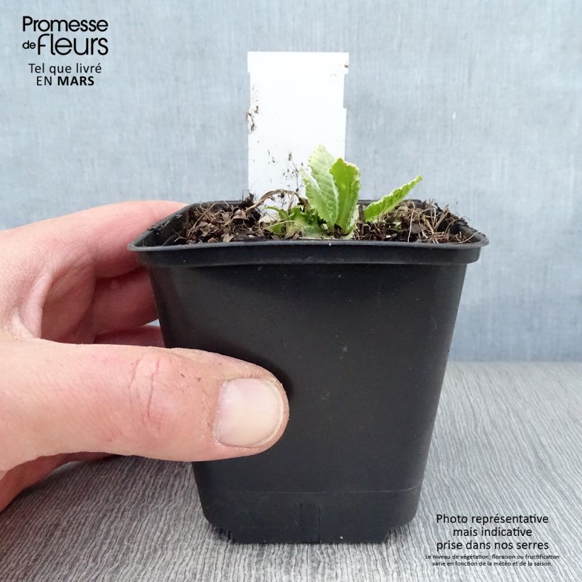 Example of Primevère Prom Lilac - Primula denticulata Godet de 8/9 cm as you get in printemps
