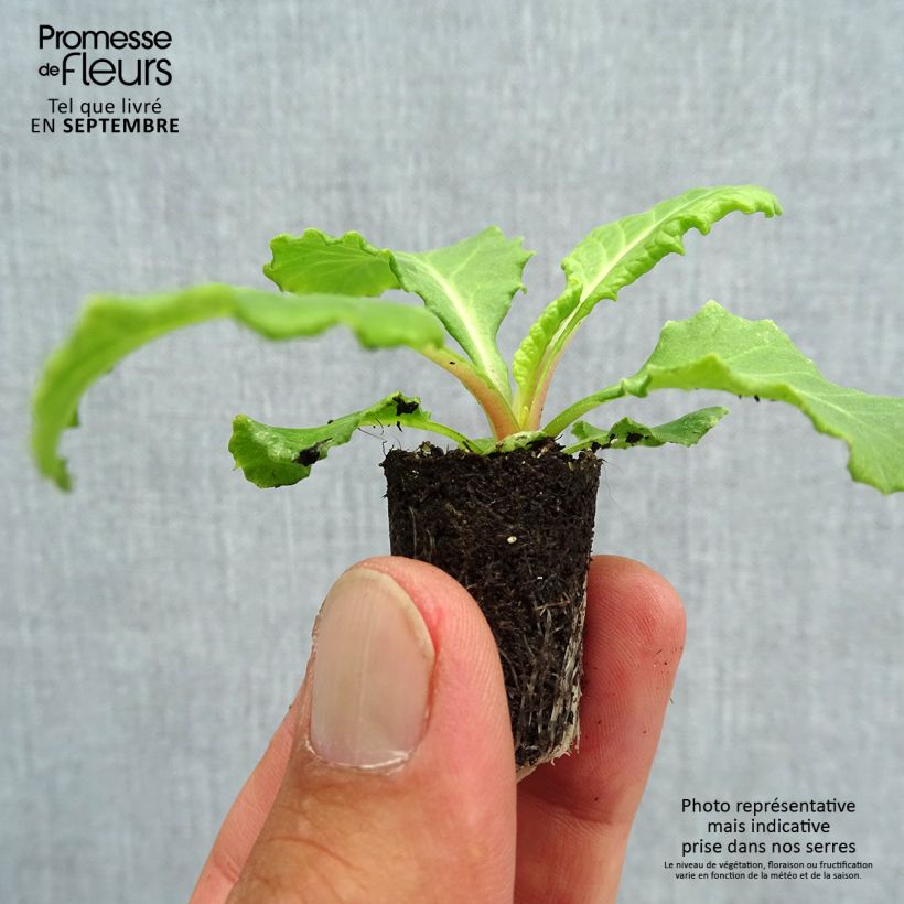 Spécimen de Primevère Rosanna en mélange  Mini-motte Ø 1,5/2,5 cm, Plant vert de 3 à 5 cm de haut environ tel que livré en automne