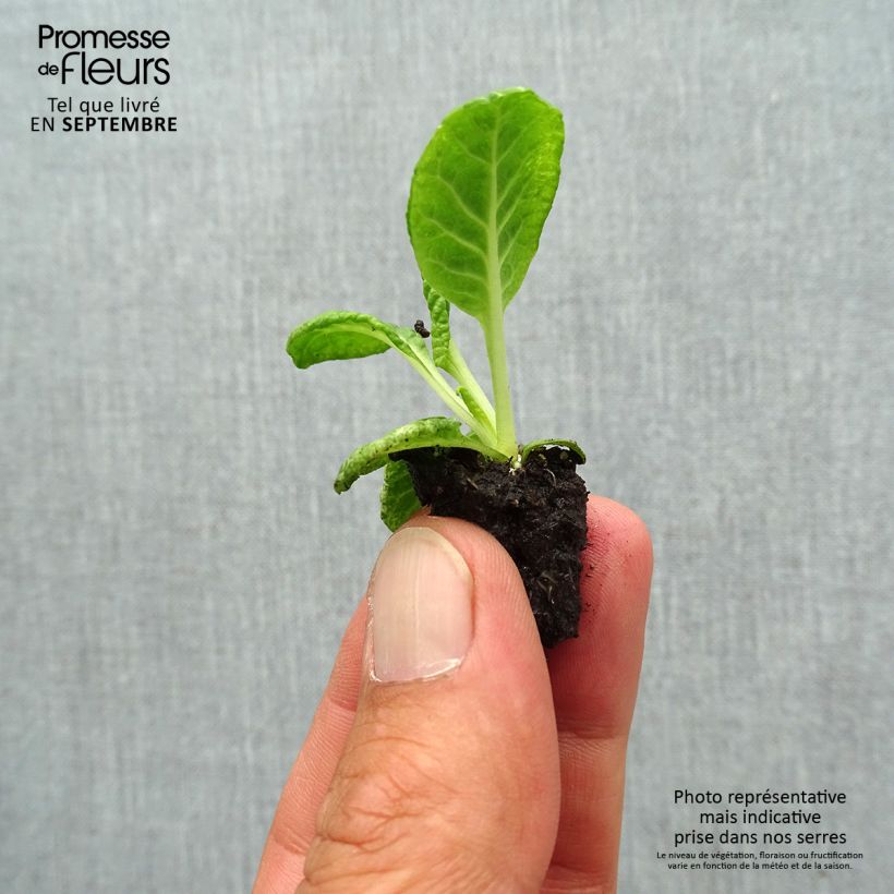 Spécimen de Primevère Scentsation Red Cream - Primula vulgaris Mini-motte Ø 1,5/2,5 cm tel que livré en automne