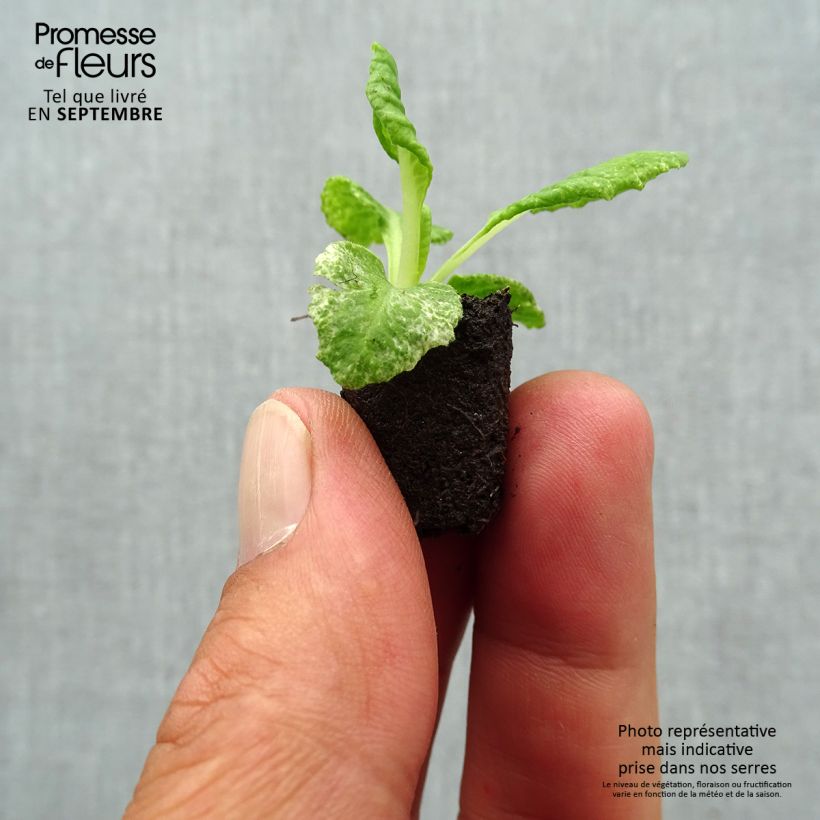 Spécimen de Primevère Scentsation Yellow Cream - Primula vulgaris Mini-motte Ø 1,5/2,5 cm tel que livré en automne