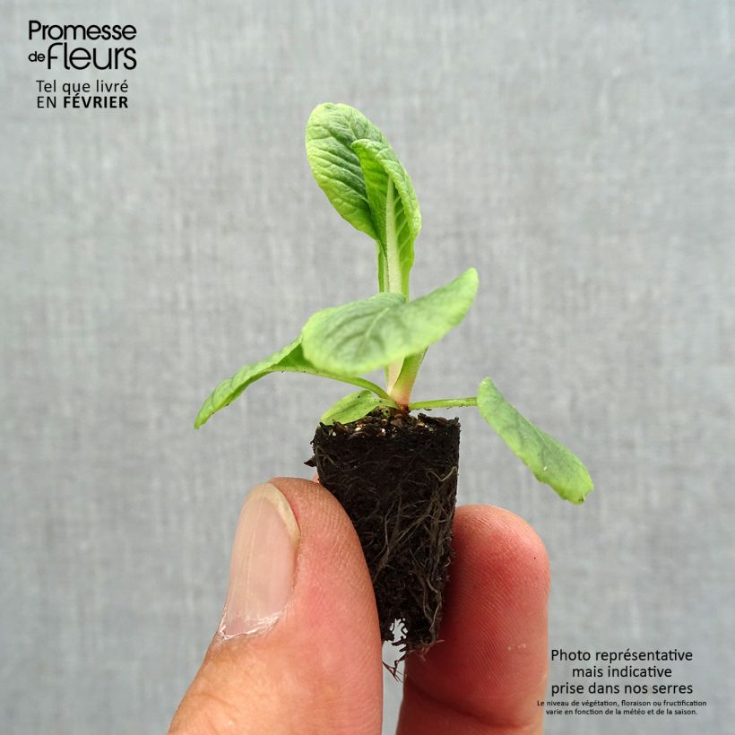 Spécimen de Primevère Zebra Blue miini-motte - Mini-Mottes Mini-motte Ø 1,5/2,5 cm, Plant vert de 5 cm de haut environ tel que livré en automne