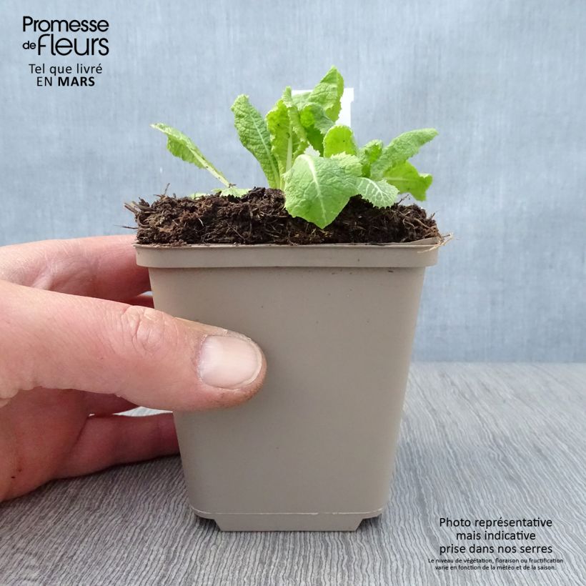Spécimen de Primevère candélabre - Primula pulverulenta Godet de 8/9 cm tel que livré au printemps