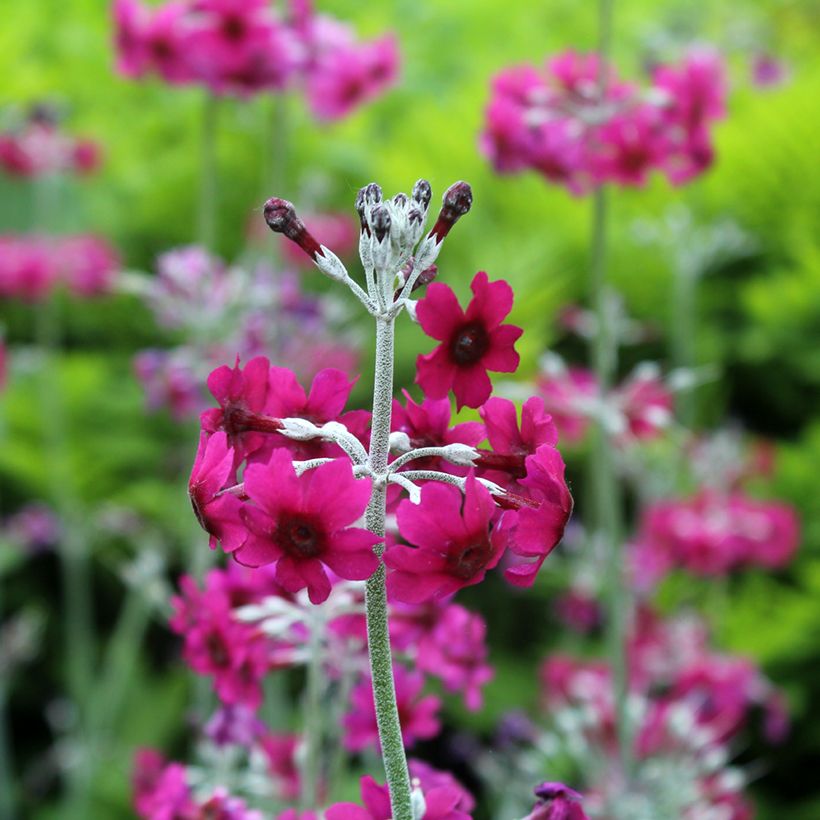 Primevère candélabre - Primula pulverulenta (Floraison)