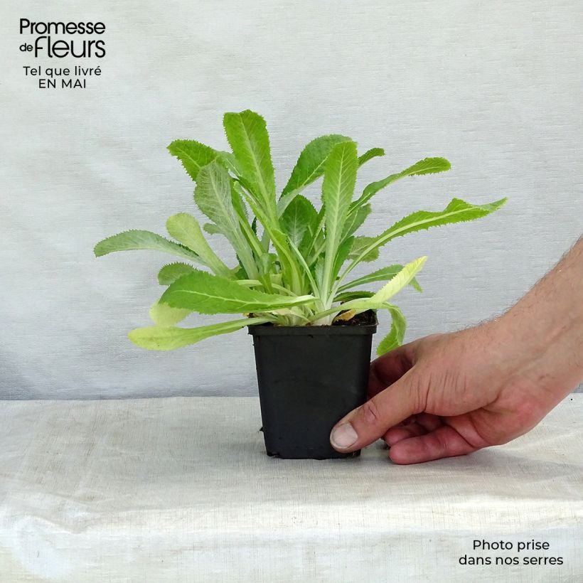 Spécimen de Primevère de l'Himalaya - Primula capitata mooreana Godet de 8/9 cm tel que livré au printemps