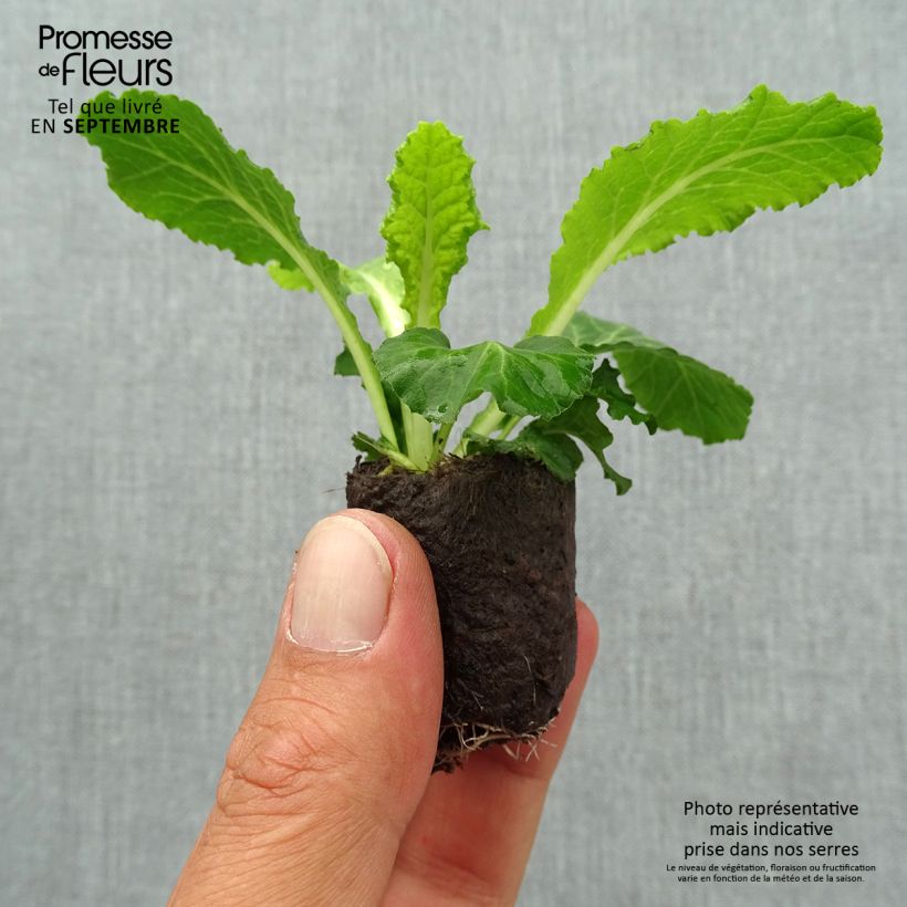 Spécimen de Primevère double Belarina Baltic Blue - Primula vulgaris Mini-motte Ø 3/4 cm tel que livré en automne