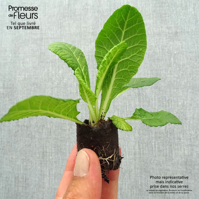 Spécimen de Primevere double Belarina Blue Ripples - Primula vulgaris Mini-motte Ø 3/4 cm tel que livré en automne