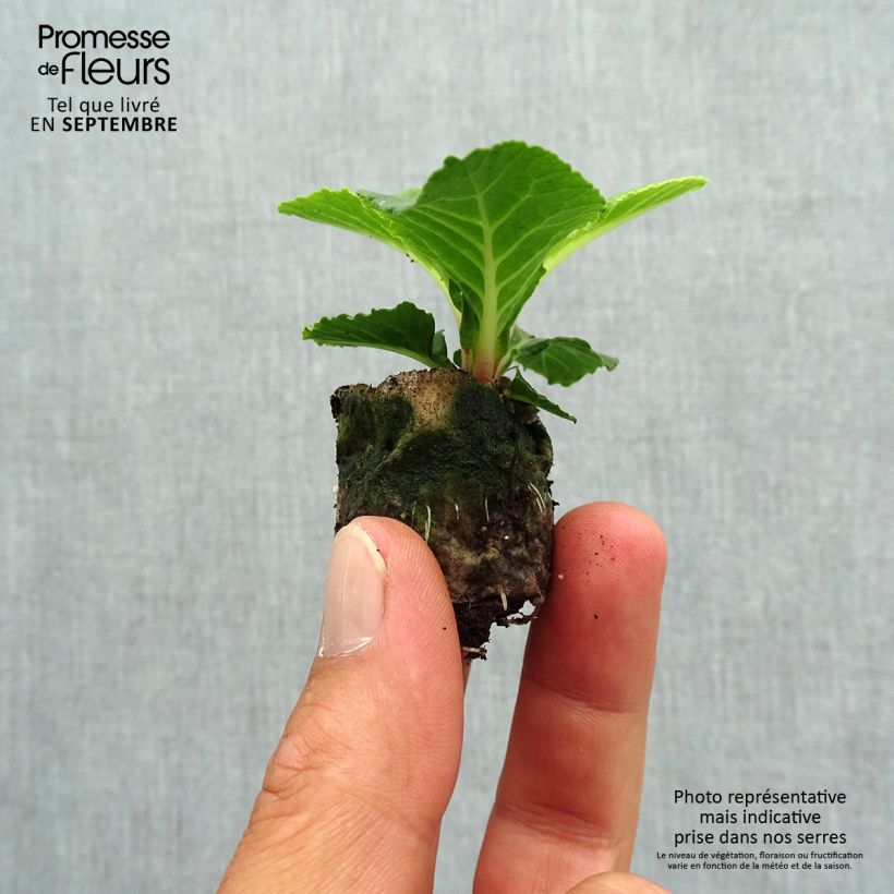 Spécimen de Primevère double Belarina Buttercup Yellow - Primula vulgaris Mini-motte Ø 3/4 cm, Plant vert de 3 à 5 cm de haut environ tel que livré en automne