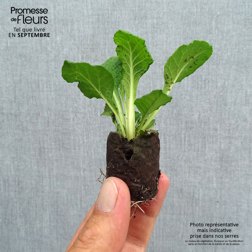 Spécimen de Primevère double Belarina Carmen - Primula vulgaris  Mini-motte Ø 3/4 cm, Plant vert de 3 à 5 cm de haut environ tel que livré en automne