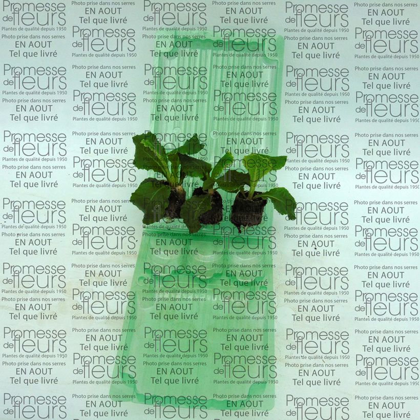 Exemple de spécimen de Primevère double Belarina Cobalt Blue - Primula vulgaris Mini-motte Ø 3/4 cm, Plant vert de 3 à 5 cm de haut environ tel que livré