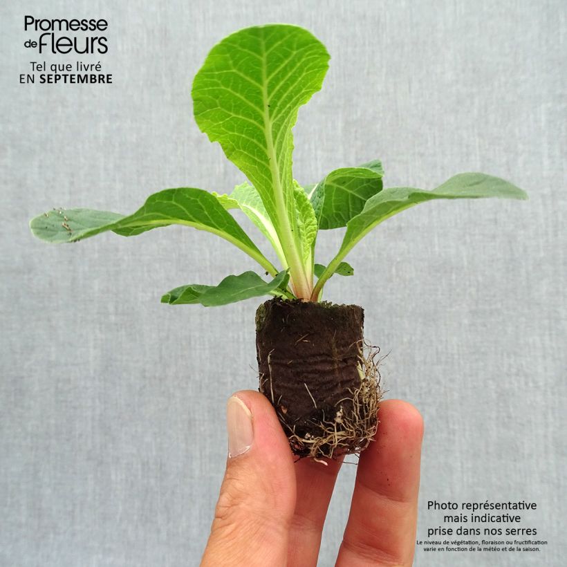 Spécimen de Primevère double Belarina Cream - Primula vulgaris  Mini-motte Ø 3/4 cm, Plant vert de 3 à 5 cm de haut environ tel que livré en automne