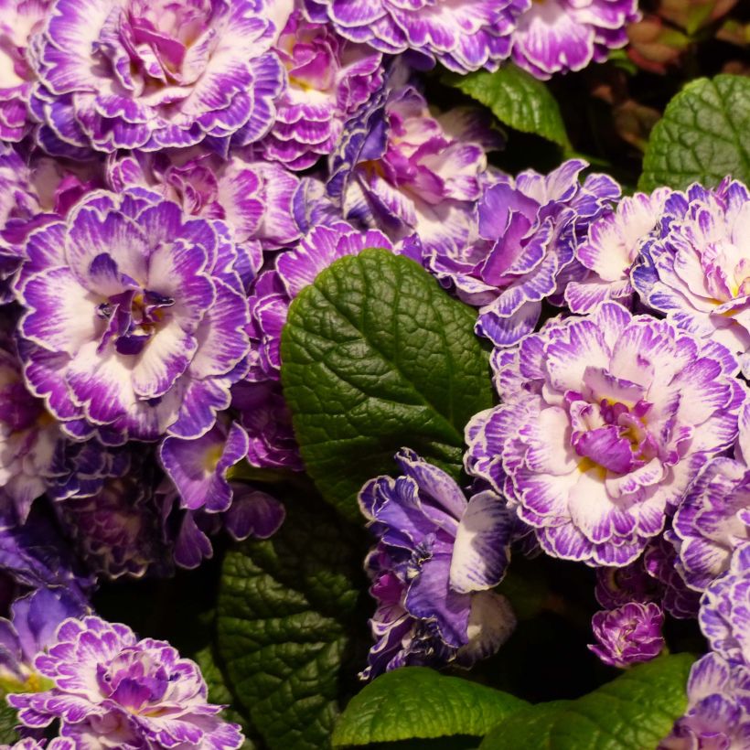 Primevère double Belarina Lively Lilac en Mini-mottes - Primula vulgaris (Floraison)