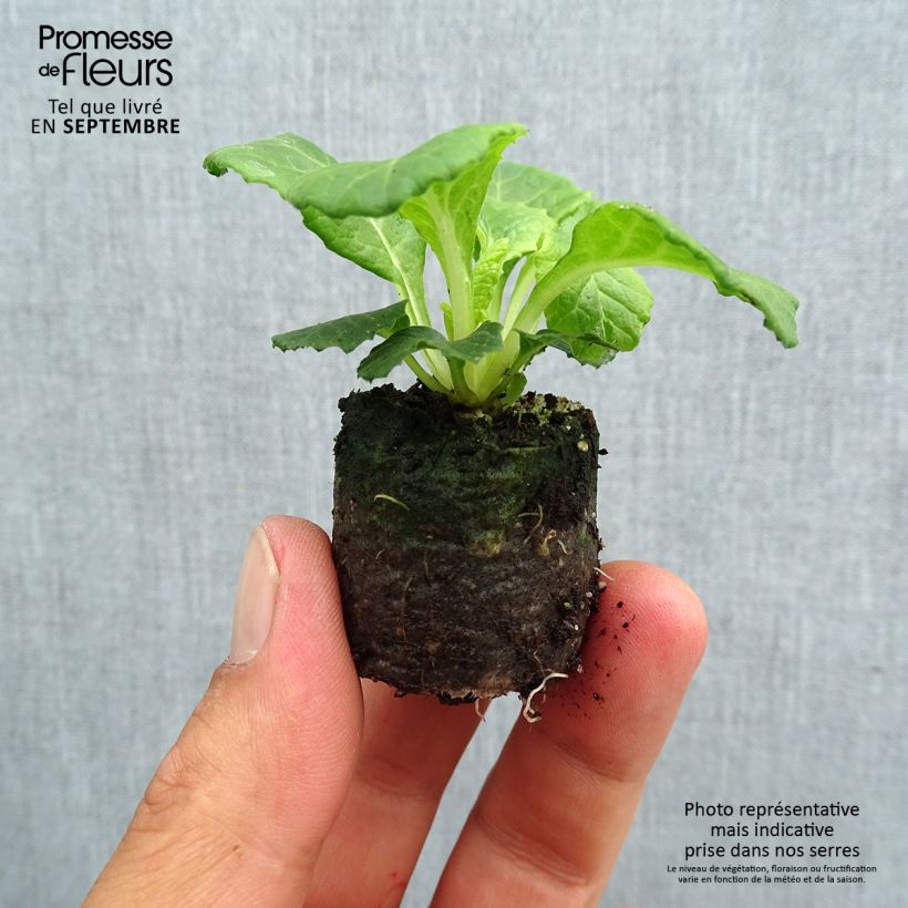 Spécimen de Primevère double Belarina Lively Lilac en Mini-mottes - Primula vulgaris Mini-motte Ø 3/4 cm, Plant vert de 3 à 5 cm de haut environ tel que livré en automne