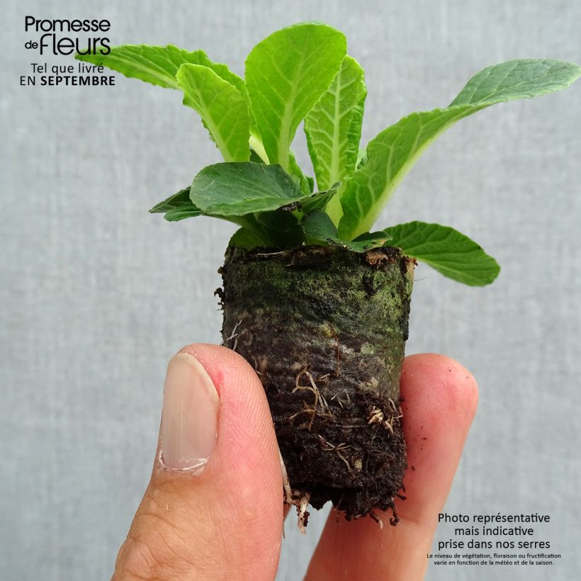 Spécimen de Primevère double Belarina Nectarine Mini-motte - Primula vulgaris  Mini-motte Ø 3/4 cm, Plant vert de 3 à 5 cm de haut environ tel que livré en automne