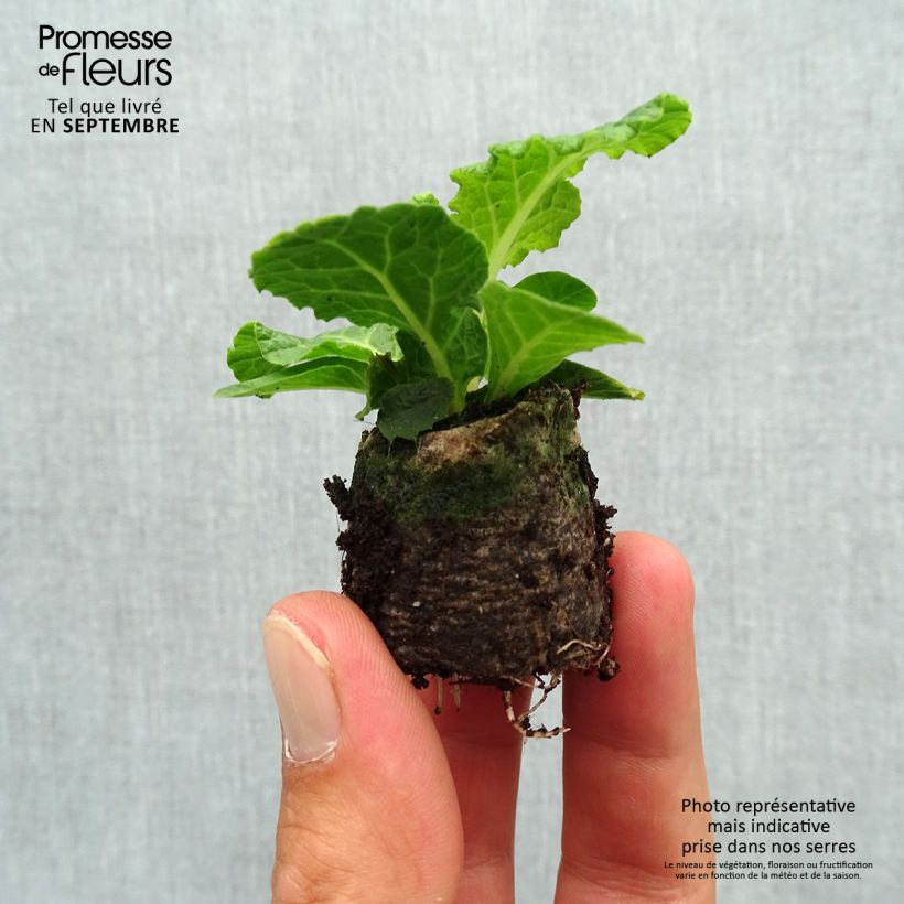 Spécimen de Primevère double Belarina Pink Champagne - Primula vulgaris Mini-motte Ø 3/4 cm, Plant vert de 3 à 5 cm de haut environ tel que livré en automne