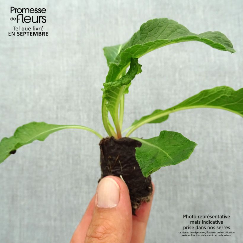 Spécimen de Primevère double Belarina Pink Ice - Primula vulgaris Mini-motte Ø 3/4 cm tel que livré en automne