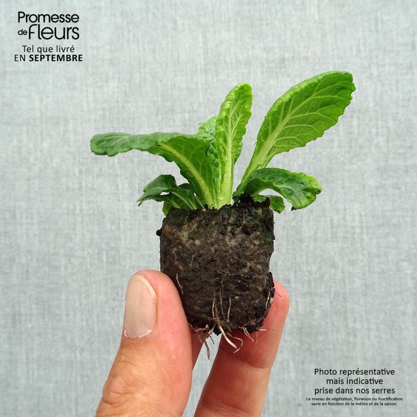 Spécimen de Primevere double Belarina Snow - Primula vulgaris Mini-motte Ø 3/4 cm tel que livré en automne