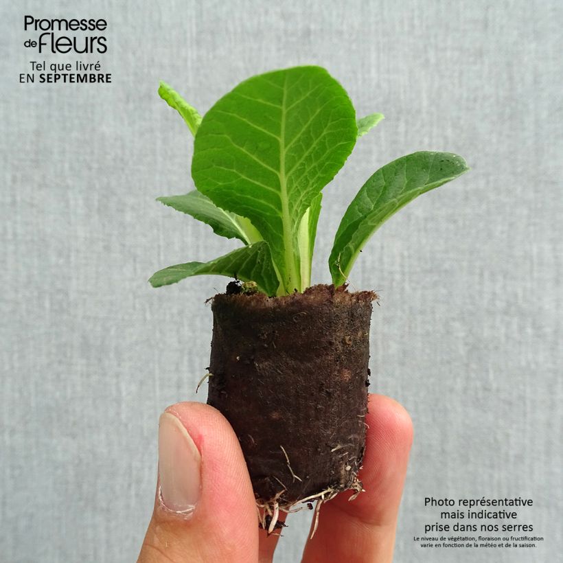 Spécimen de Primevère double Belarina Valentine Mini-motte - Primula vulgaris Mini-motte Ø 3/4 cm, Plant vert de 3 à 5 cm de haut environ tel que livré en automne