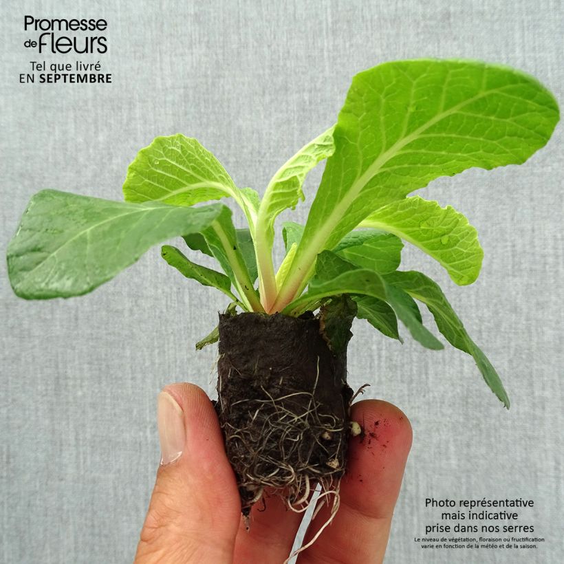 Spécimen de Primevere double Belarina Vanilla - Primula vulgaris Mini-motte Ø 3/4 cm tel que livré en automne