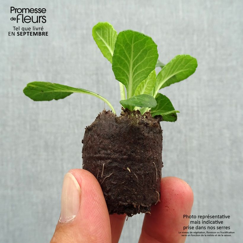 Spécimen de Primevère double Candy Frost - Primula vulgaris Mini-motte Ø 3/4 cm tel que livré en automne