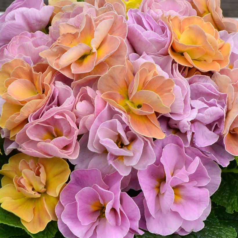 Primevère double Rubens Antique Rose F1 - Primula hybrida (Floraison)