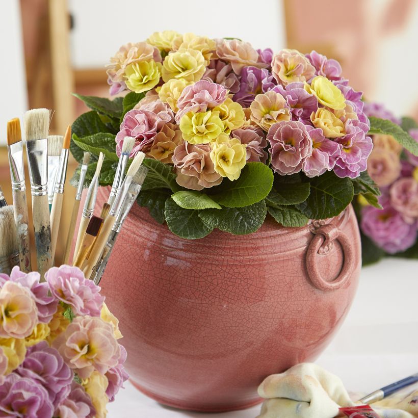 Primevère double Rubens Antique Rose F1 - Primula hybrida (Port)